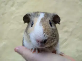 November tilbud på Marsvin unger 