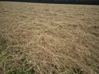 Hø, minibig