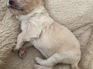 Cavapoo