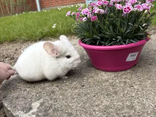 HAN Pink White chinchilla