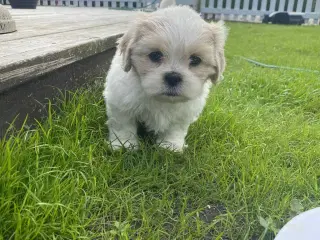 Shit tzu hvalpe