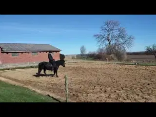 Sød og ung lll pony