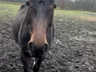 Hestegødning gives væk