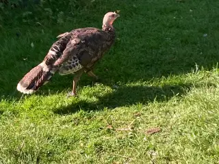 Kalkuner fra foråret sælges
