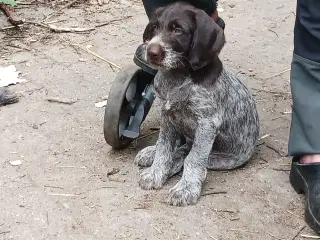 Tysk ruhåret hønsehund