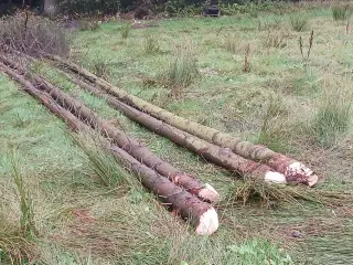 Træstammer, lange rødgran