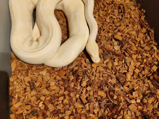 Konge Python, Albino