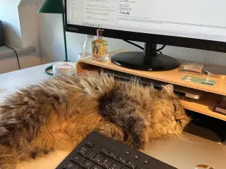 Perser, vidunderlig hunkat