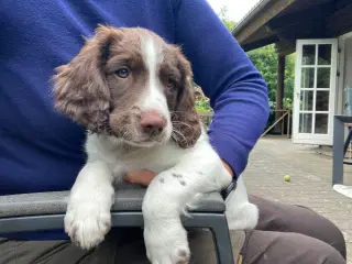 SPANIEL Ny🏠Nu Springer❤️💙m/stamtavle