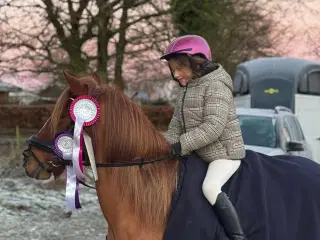 Dejlig, fantastisk vallak😊