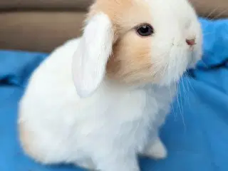 Minilop kaninunge sælges