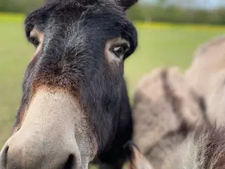 Æsel hingst 