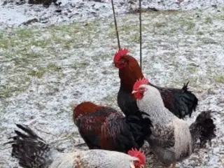Cream Lagbar og Sort Kobber Maran haner.