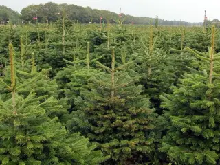 Normann juletræer sælges