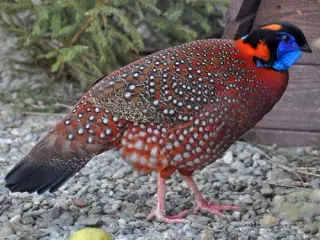 Temmicks  Tragopan Kok		