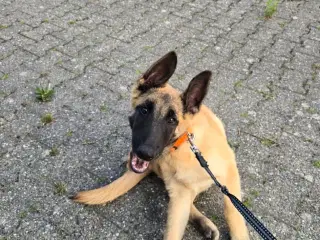 Malinois 