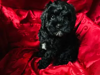 Cavapoo hvalpe