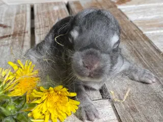 FRANSK VÆDDER HAN CHINCHILLA