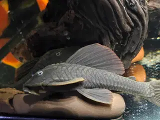 Pleco L137 sugemaller