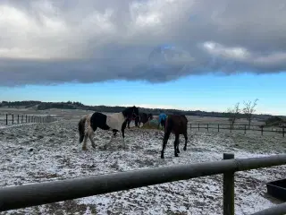 Har du vores nye makker 