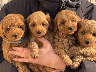 Cavapoo f1bb