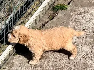 Super lækre, og kraftige Lagotto / Spansk Vandhund - 2