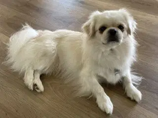 Tibetansk spaniel, han, 2 år, stamtavle