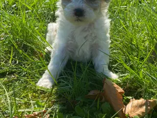 Cavapoo hvalpe 