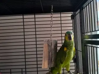 Blåpandet Amazone sælges