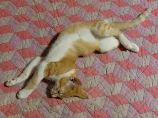 Rød han kat 
