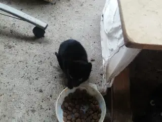 Kattekillinger 