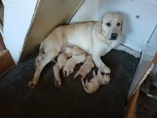 Hvalpe gule Labrador