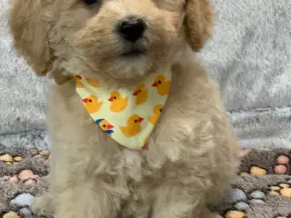 Små fine mini Maltipoo babyer