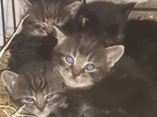 Kattekillinger 