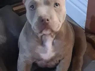 American Bully pocket pige 