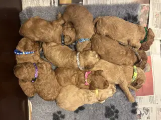 Goldendoodle + Cavapoo