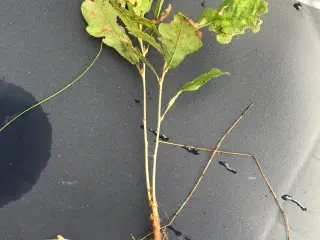 Egetræer 5-10cm til Plantning