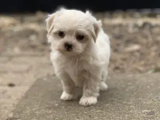 Mini Maltichon babyer snart rejseklar