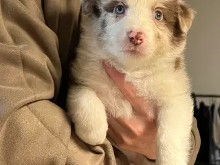 Border Aussie hvalpe