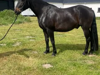 Sød vallak