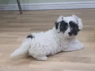 Coton de tulear