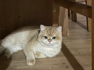  Golden shaded British shorthair