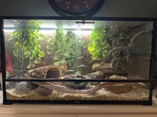 Terrarie inkl indhold