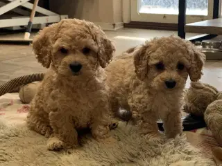 Amerikanske Cockerpoo babyer