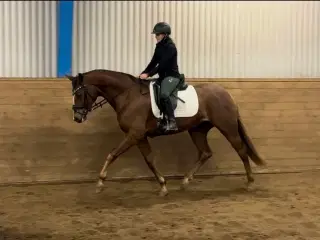 Skal væk nu derfor pris DV hoppe efter Blue hors b