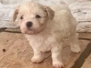 Blandingshvalpe Malteser / Shih Tzu