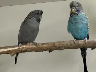 Blackface og Blackwing 