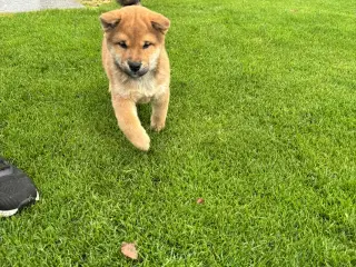 Shiba han hvalp