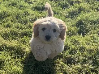 Amerikansk Cockerpoo F1b pige 