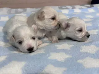 Malteser hvalpe 3 uger gamle